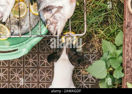 Poisson frais et cru avec citron et persil sur la grille Barbeque dans le jardin en été prêt et attendre le rost. Et un petit chien Chihuahua sniffs Banque D'Images