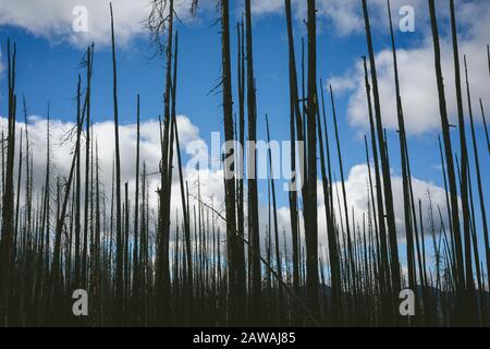 Morts brûlé arbres silhouetés contre Blue Sky Banque D'Images