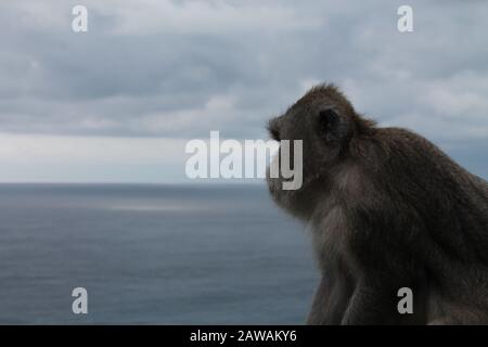 Un des nombreux singes posant au temple d'Uluwatu sur l'île de Bali en indonésie Banque D'Images