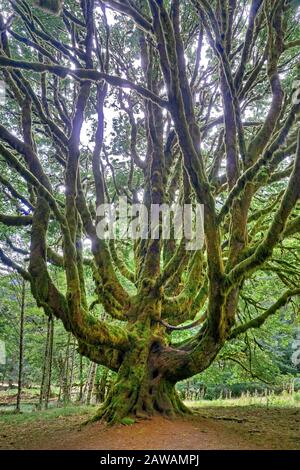 Gigantesque érable à feuilles de Bigleaf couvert de mousse (Acer macrophyllum) au Lake Crescent, parc national olympique, Washington, États-Unis. Banque D'Images