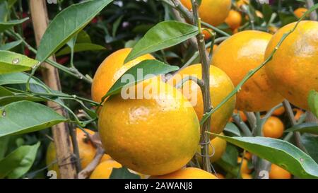 Oranges accrochées à un arbre de fruits Banque D'Images