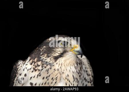 Le gyrfalcon .Bel oiseau de proie, le plus grand des espèces de faucon, vivant dans les régions polaires du nord Banque D'Images