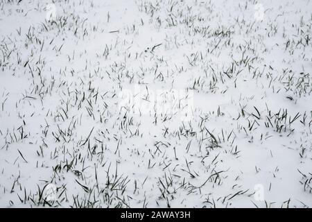 Herbe verte sous la neige. Pelouse couverte de neige. Neige et herbe Banque D'Images
