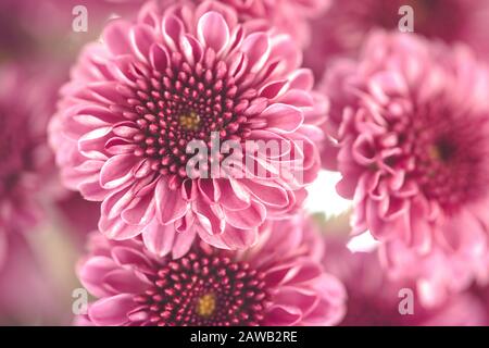 Chrysanthème rose. Magnifique bouquet de fleurs roses avec fond flou doux Banque D'Images
