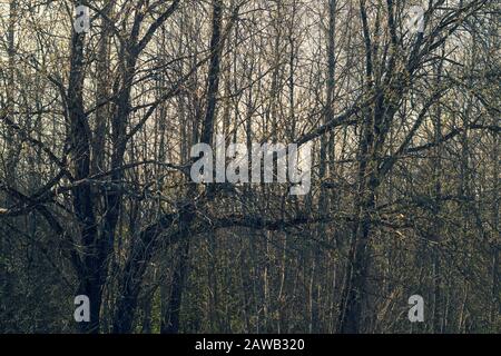 Sécher les arbres en jour sombre. Forêt atmosphérique surcultivée Banque D'Images