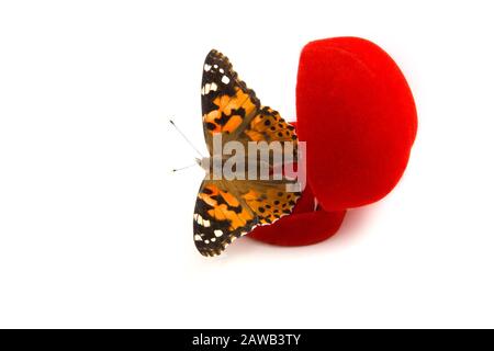 Image d'un papillon assis sur une boîte cadeau rouge pour les anneaux Banque D'Images