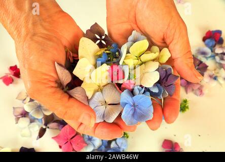 Les mains bercillent les pétales d'hortensias Banque D'Images