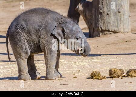 Le nouveau veau d'éléphant asiatique du zoo De Dubbo d'Australie mangeant les fèces de sa mère pour améliorer la fonction intestinale, la santé et la résistance. Banque D'Images
