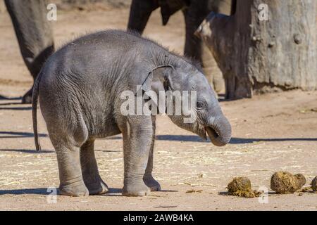 Le nouveau veau d'éléphant asiatique du zoo De Dubbo d'Australie mangeant les fèces de sa mère pour améliorer la fonction intestinale, la santé et la résistance. Banque D'Images