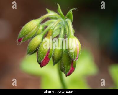 Pétales roses chauds Peek à travers le vert pâle de ces bourgeons de Geranium sur le point d'ouvrir aux fleurs sur un fond de jardin brun et vert flou Banque D'Images