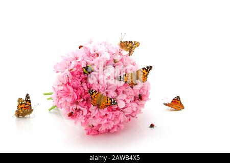 L'image d'un papillon, des coccinelles et des bourdons assis sur le bouquet de fleurs roses Banque D'Images