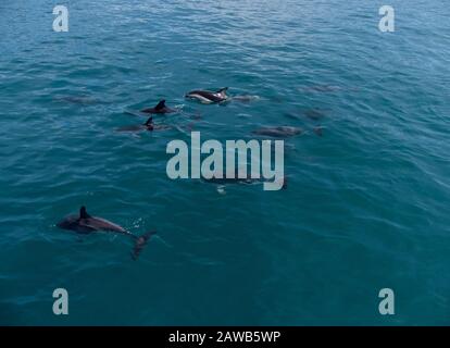 Groupe de dauphins Duksy surmonté au large de la côte de Kaikoura, en Nouvelle-Zélande, dans des eaux calmes Banque D'Images