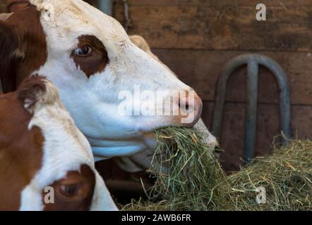 La consommation de fourrage des vaches Banque D'Images