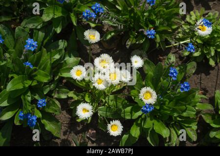 Fleurs fond naturel. Petites fleurs blanches et bleues dans le flowerbed Banque D'Images