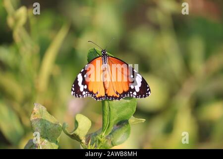 portrait d'un papillon orange sur la feuille verte de l'arbre de citron dans la nature , ailes de papillon, insecte de papillon extérieur Banque D'Images