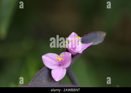 Gros plan sur UNE abeille domestique ou voler sur une fleur rose de feuilles violettes plantes avec arrière-plan vert vintage, plein air insectes abeilles images dans la nature Banque D'Images