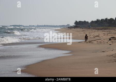 près de la côte sur la plage à proximité d'un chien noir avec ciel blanc clair et arbres verts arrière-plan, plage de paysage Banque D'Images