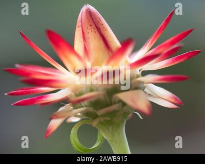 Fleur, jaune crémeux avec des bractées rouges (pétales), cette Marguerite en papier, fera de grandes fleurs séchées Banque D'Images