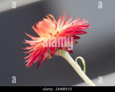 Belle fleur, jaune crémeux avec des bractées à pointe rouge (pétales), cette Marguerite en papier, fera de grandes fleurs séchées, marguerites indigènes australiennes Banque D'Images