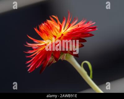 Fleur, jaune crémeux avec des bractées rouges (pétales), cette fraise en papier Daisy aka fera de grandes fleurs séchées Banque D'Images