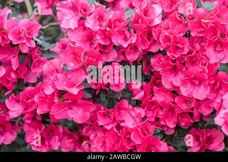 azalea rouge, concept de jardinage, brousse d'azalea fleuri, fond pour une carte. Fleurs de printemps. Banque D'Images