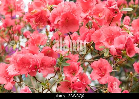 azalea rouge, concept de jardinage, brousse d'azalea fleuri, fond pour une carte. Fleurs de printemps. Banque D'Images