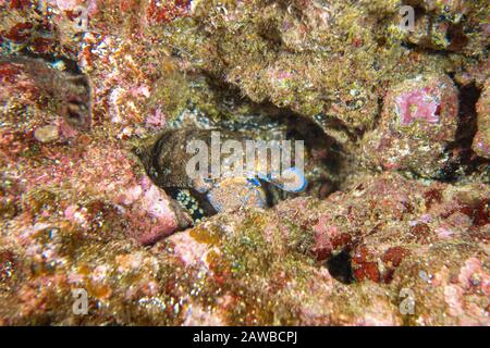 Graeter Slipper homards-Grande cigale (Scyllarides latus), Pico Island, Archipel des Açores. Banque D'Images