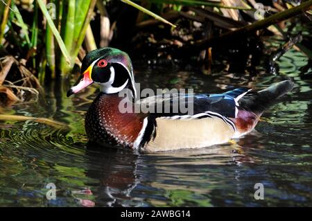 Canard en bois sauvage d'Amérique du Nord nageant sur l'eau Banque D'Images