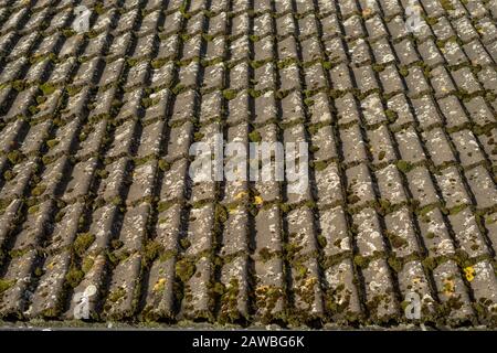 Mousse sur le toit. Tuiles de toit avec de la mousse verte qui pousse sur elles. Banque D'Images