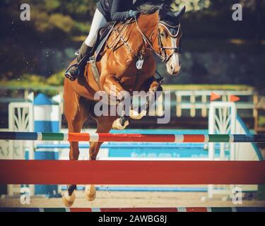 Un beau cheval de course Fast Bay avec un cavalier dans la selle saute sur une grande barrière multicolore, participant à des concours de saut de spectacle sur un soleil Banque D'Images