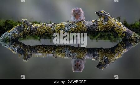 Réflexion de la souris de récolte (Micromys minutus) Banque D'Images