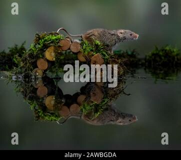 Réflexion de la souris de récolte (Micromys minutus) Banque D'Images