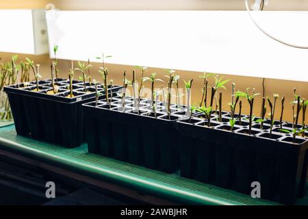 Plantules de peuplier dans des conditions de lumière artificielle, boutures enracinées dans des plateaux de culture multicellules. Banque D'Images