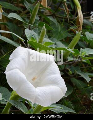 Datura innoxia - gros plan de fleurs blanches. Inoxia avec feuilles vertes. Fond floral. Fleur d'inoxia de datura blanche sur fond de feuilles vertes. Date Banque D'Images