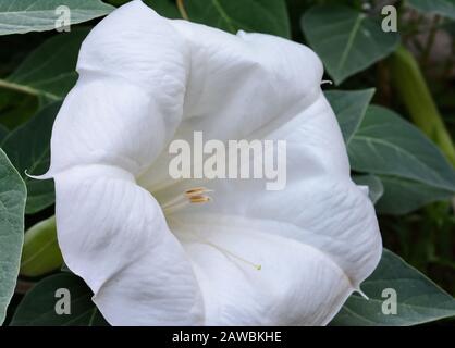 Datura innoxia - gros plan de fleurs blanches. Inoxia avec feuilles vertes. Fond floral. Fleur d'inoxia de datura blanche sur fond de feuilles vertes. Date Banque D'Images