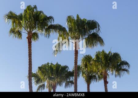 Palm Trees against a blue sky
