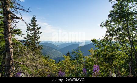 Vue de la forêt sur les collines de la Forêt Noire en soirée. Banque D'Images