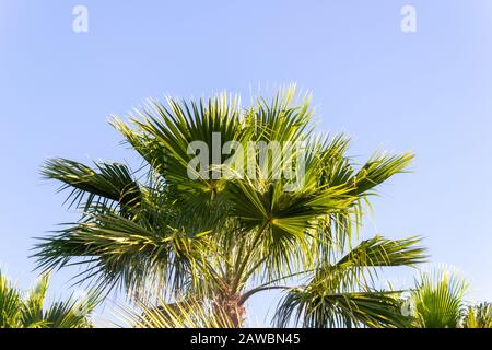 Haut d'un palmier contre un ciel bleu clair Banque D'Images