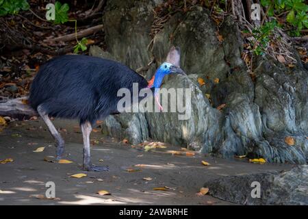 Cassowary du sud (Casuarius casiarius) patrollante plage à la baie d'Etty Nord Queensland, Australie Banque D'Images