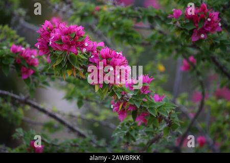 Usine Australienne De Jardin Bougainvillea Banque D'Images