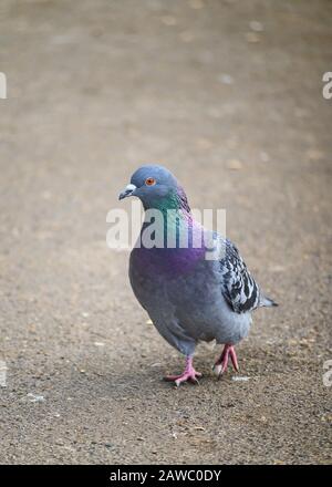 Rock colombe (Columba livia) ou pigeon commun ou pigeon feral à Kelsey Park, Beckenham, Londres, Royaume-Uni. La colombe (pigeon) marche vers le spectateur. Banque D'Images