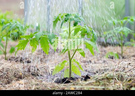 Le plant de tomate sans les légumes au stade précoce de la croissance. Germes de tomate avec de l'eau gouttelettes sur leafs entouré de paillis Banque D'Images