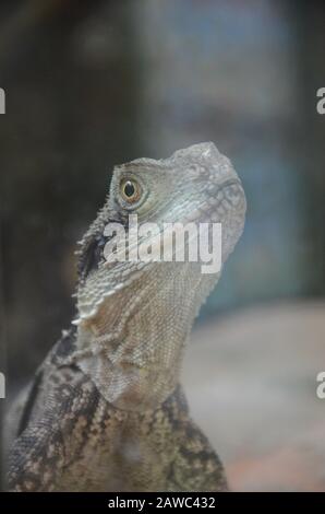 Jacky Dragon Lizard, originaire d'Australie, Amphbolurus muricatus Banque D'Images