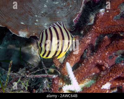 Un butterflyfish À Huit bandes (Chaetodon octofasciatus) Banque D'Images