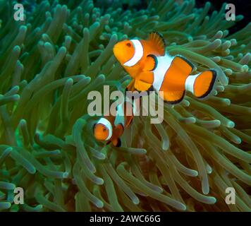 Une paire de faux clowfish (Amphipirion ocellaris) Banque D'Images