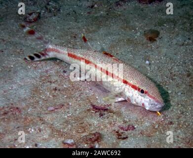 Poissons de chèvre freckled (Upeneus tragula) aux Philippines Banque D'Images