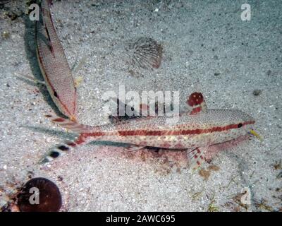 Poissons de chèvre freckled (Upeneus tragula) aux Philippines Banque D'Images