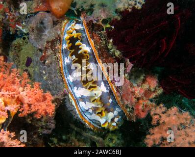 Huîtres Épineuses Géantes (Spondylus Varius) Banque D'Images