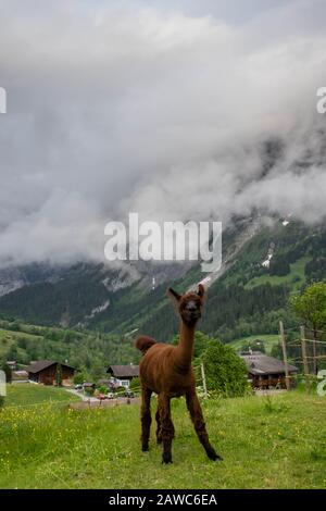 Alpaka brune dans la vallée suisse des Alpes Banque D'Images