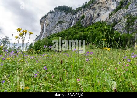 Vallée fleurie dans la vallée des chutes d'eau, Suisse Banque D'Images
